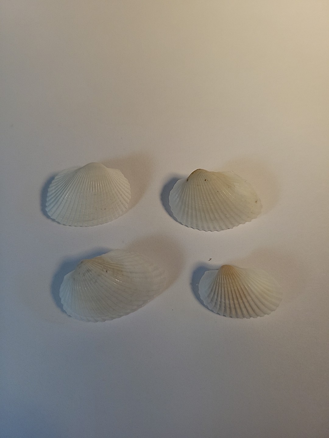 Set Of 4 Artisan Made "Northshore Series" Seashell Pushpins