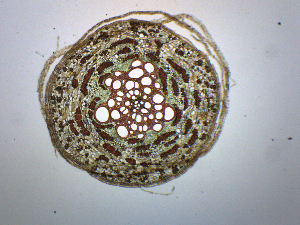 Pine, Old Root  - CS - Prepared Slide - 75x25mm - Eisco Labs