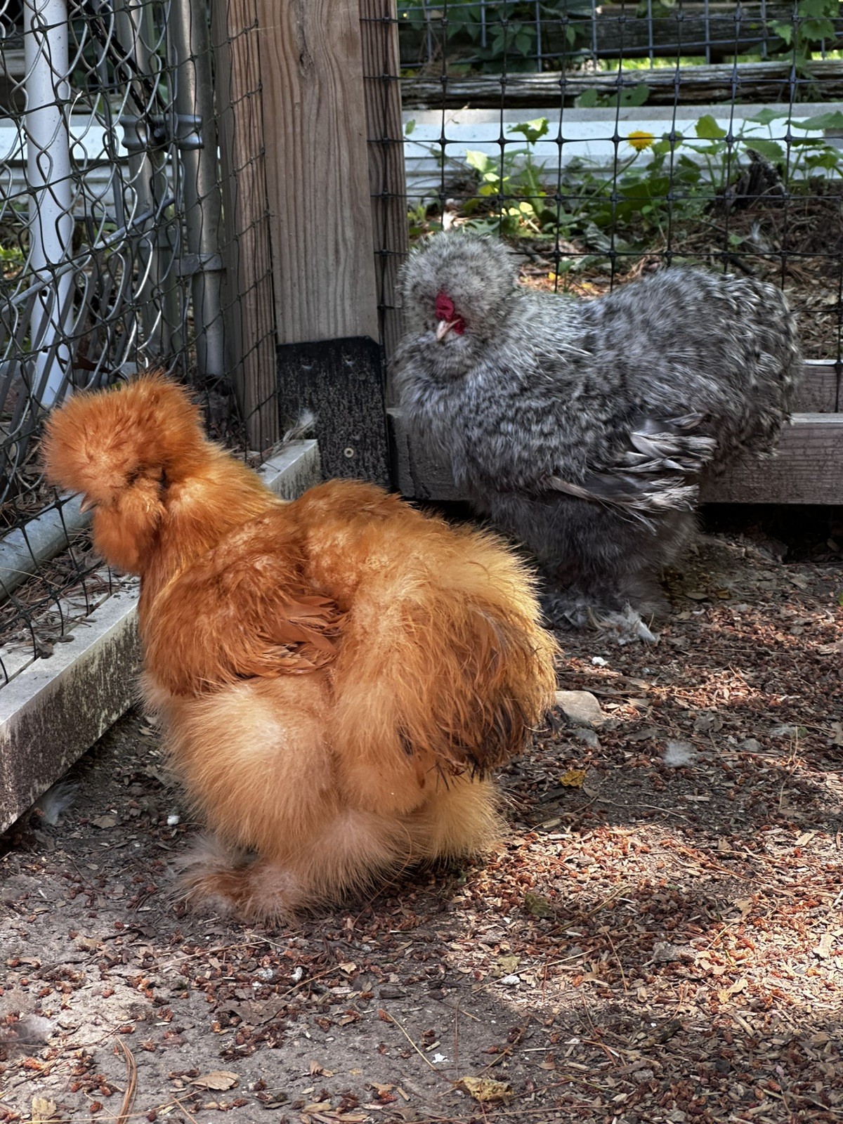 Silkie Hatching Eggs- breeder/show quality