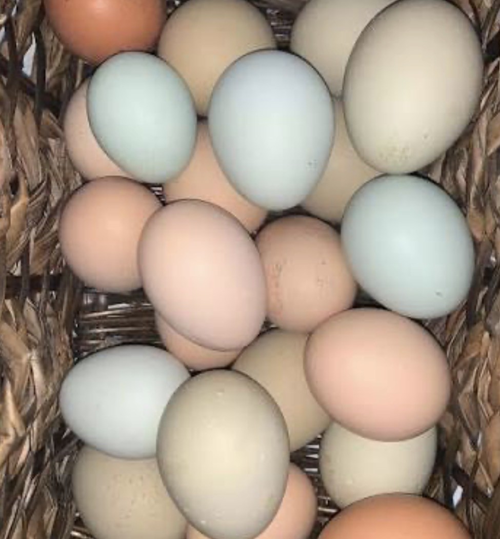 Easter Egger 12+ hatching eggs