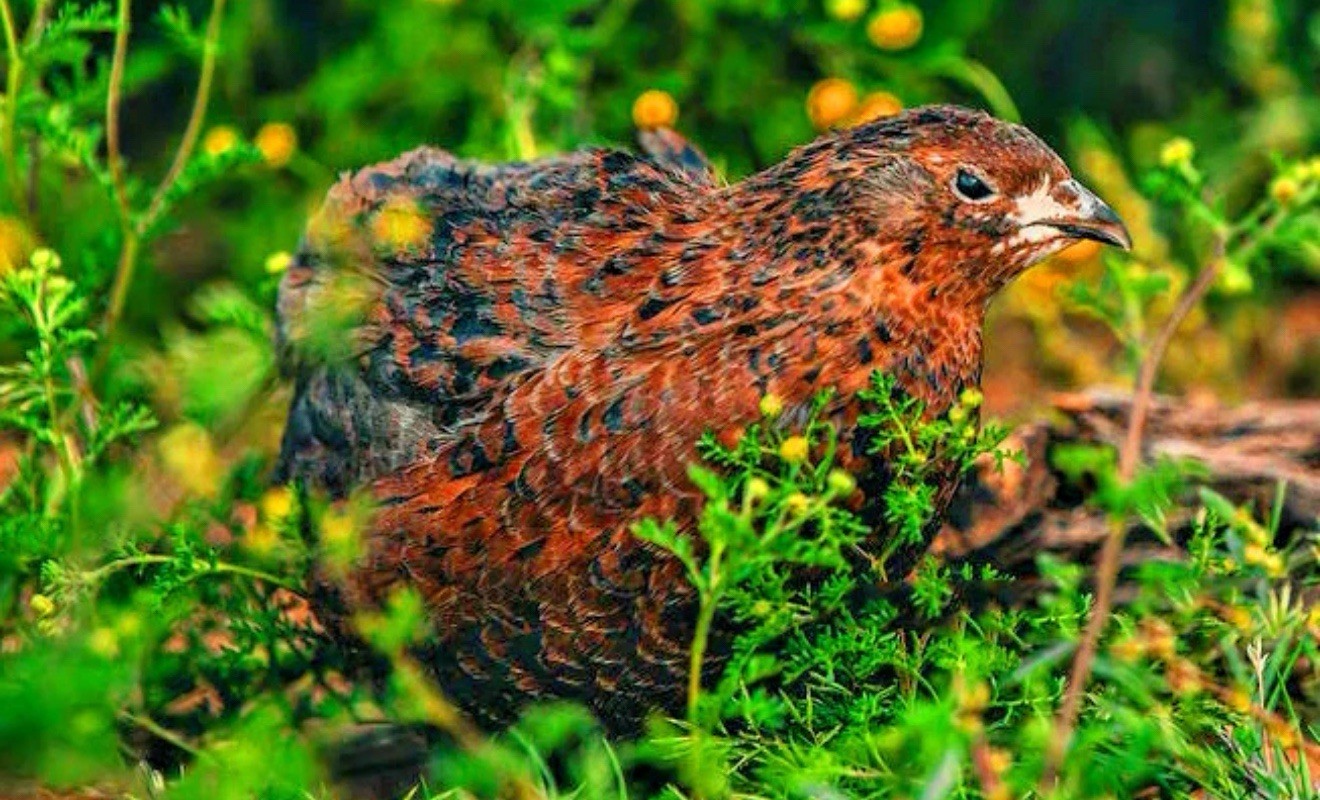 20+ Showline Coturnix Fertile Quail Hatching Eggs - Champion Bloodlines Rare