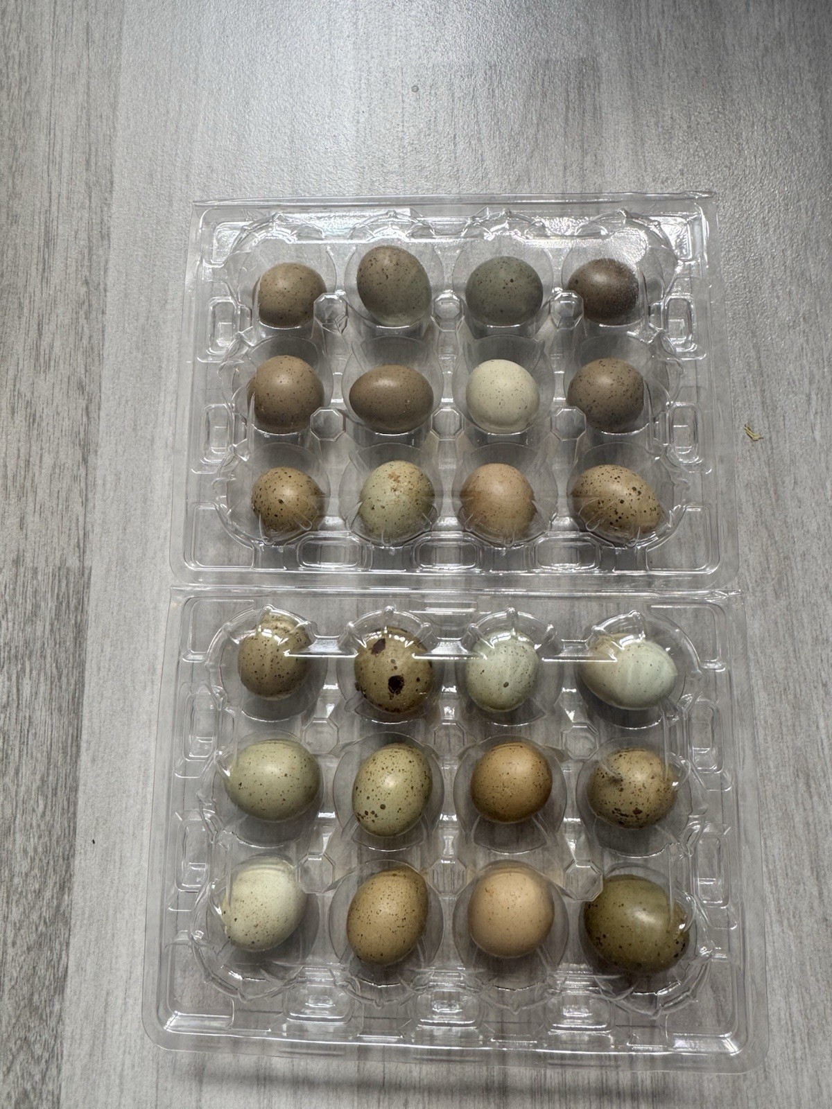 24 Button Quail Hatching Eggs, Multiple Colors