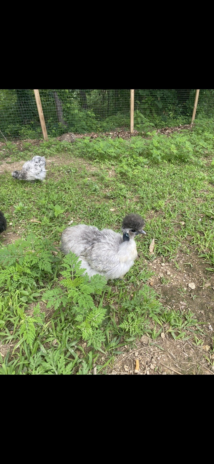 12 Bearded Silkie Hatching Eggs