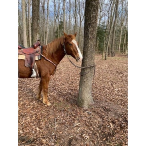 Cotton Braided Extra Long Adjustable Trail Reins/Neck Rope Combo