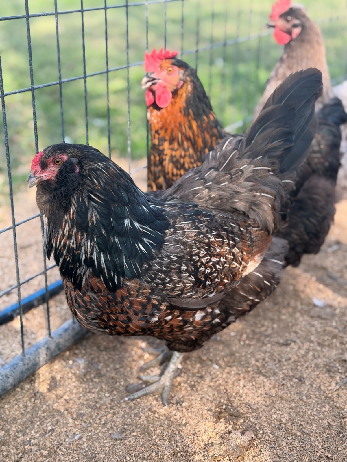 12 (+2 Extra) Easter - Olive Egger RAINBOW Chicken Hatching Eggs Mix Speckled