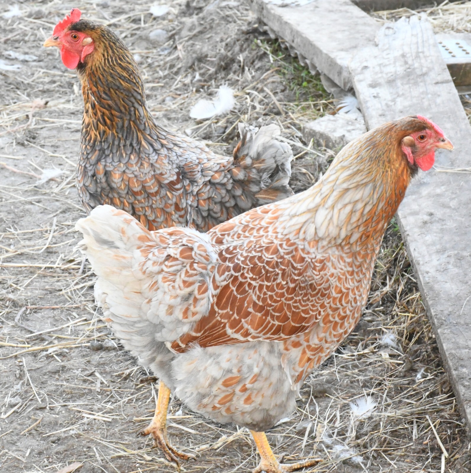 10 Fertile Blue-laced Red Wyandotte eggs