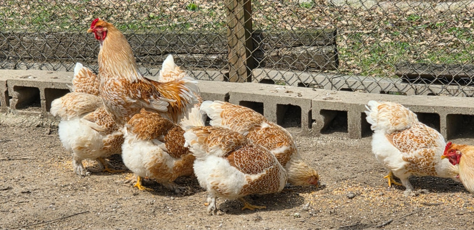 6 NPIP AI CLEAN BUFF LACED BRAHMA HATCHING EGGS ●GIANT SIZE!●