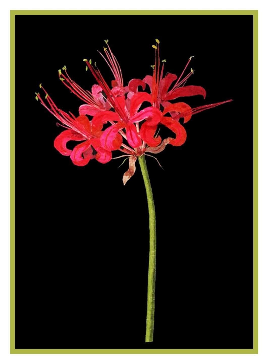 Guernsey Lily Flower inspired Mary Delany Counted Cross Stitch Pattern
