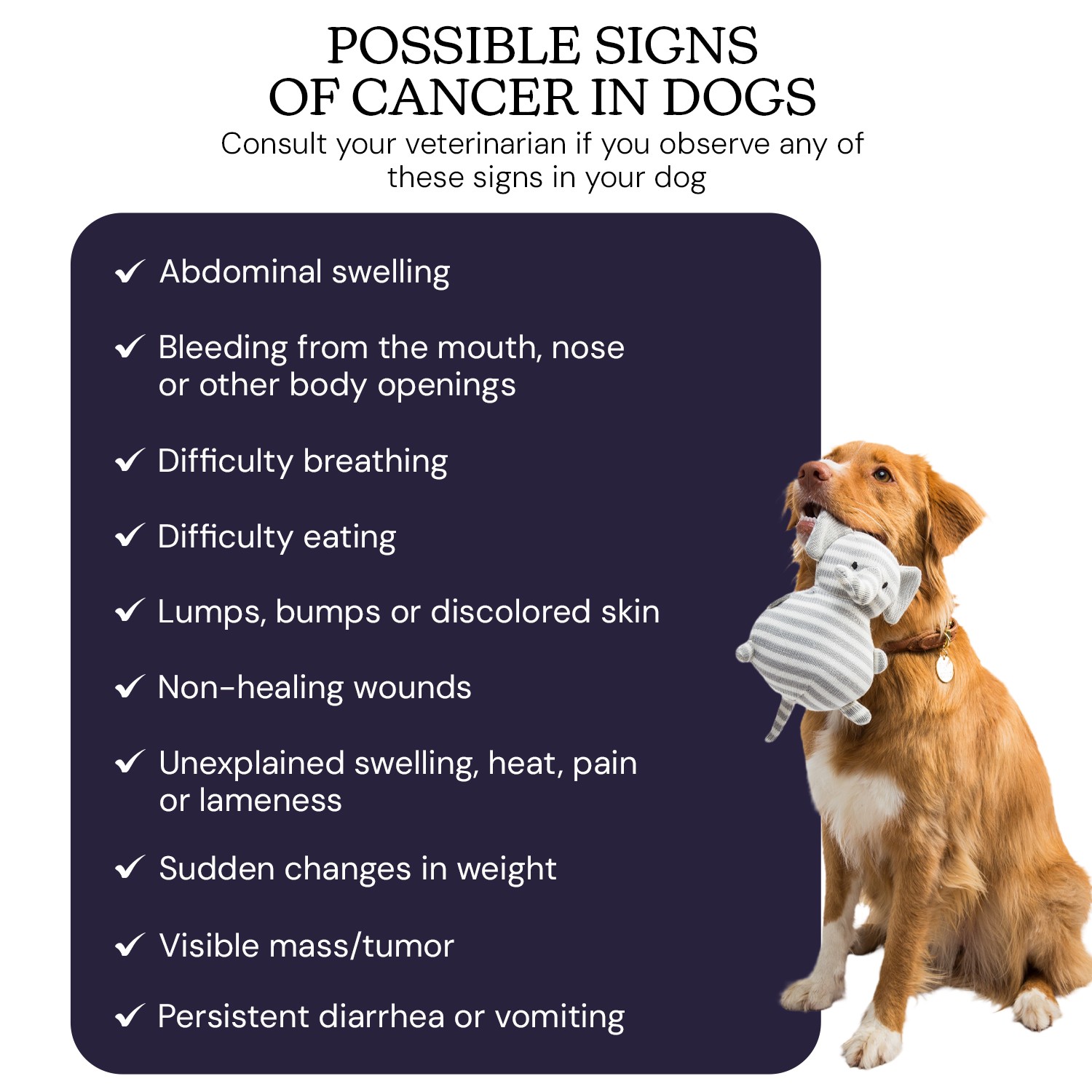 Oncotect Essential Dog Cancer Screening Test Kit OTC1