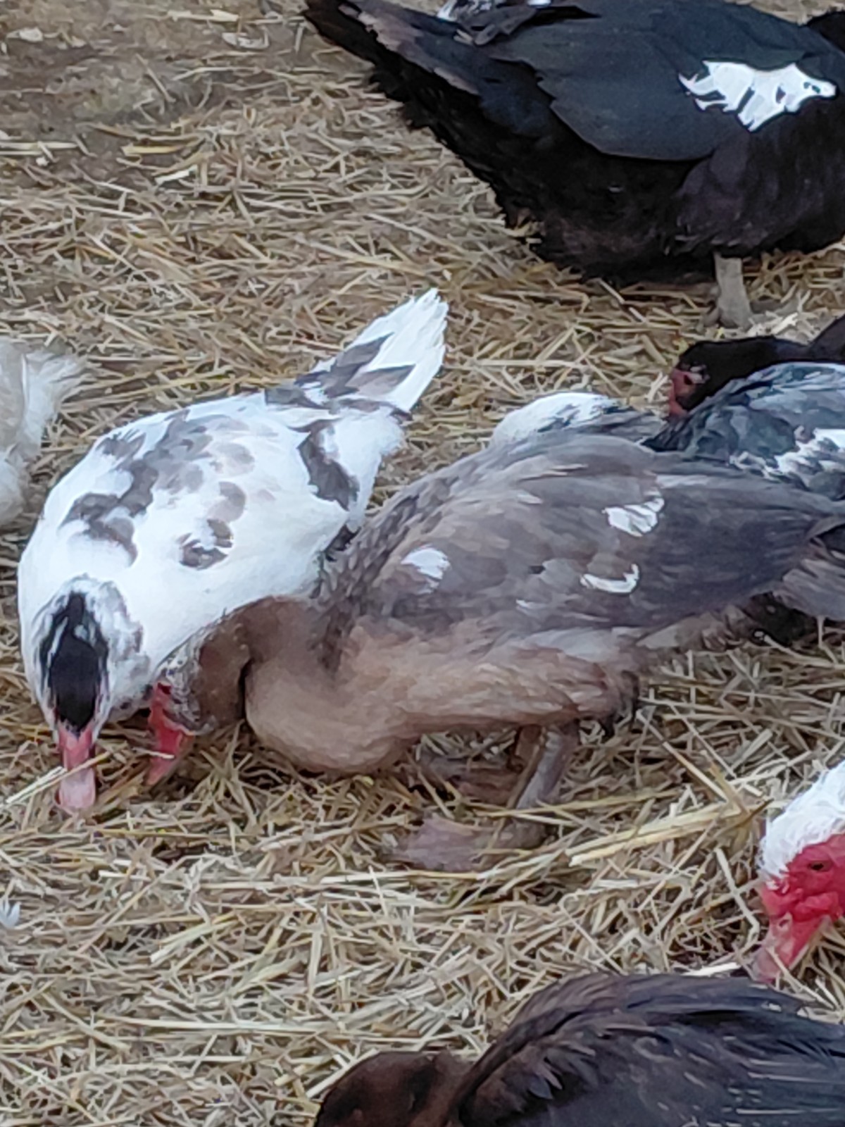 (6) Muscovy Duck Hatching Eggs (NPIP AI CLEAN)