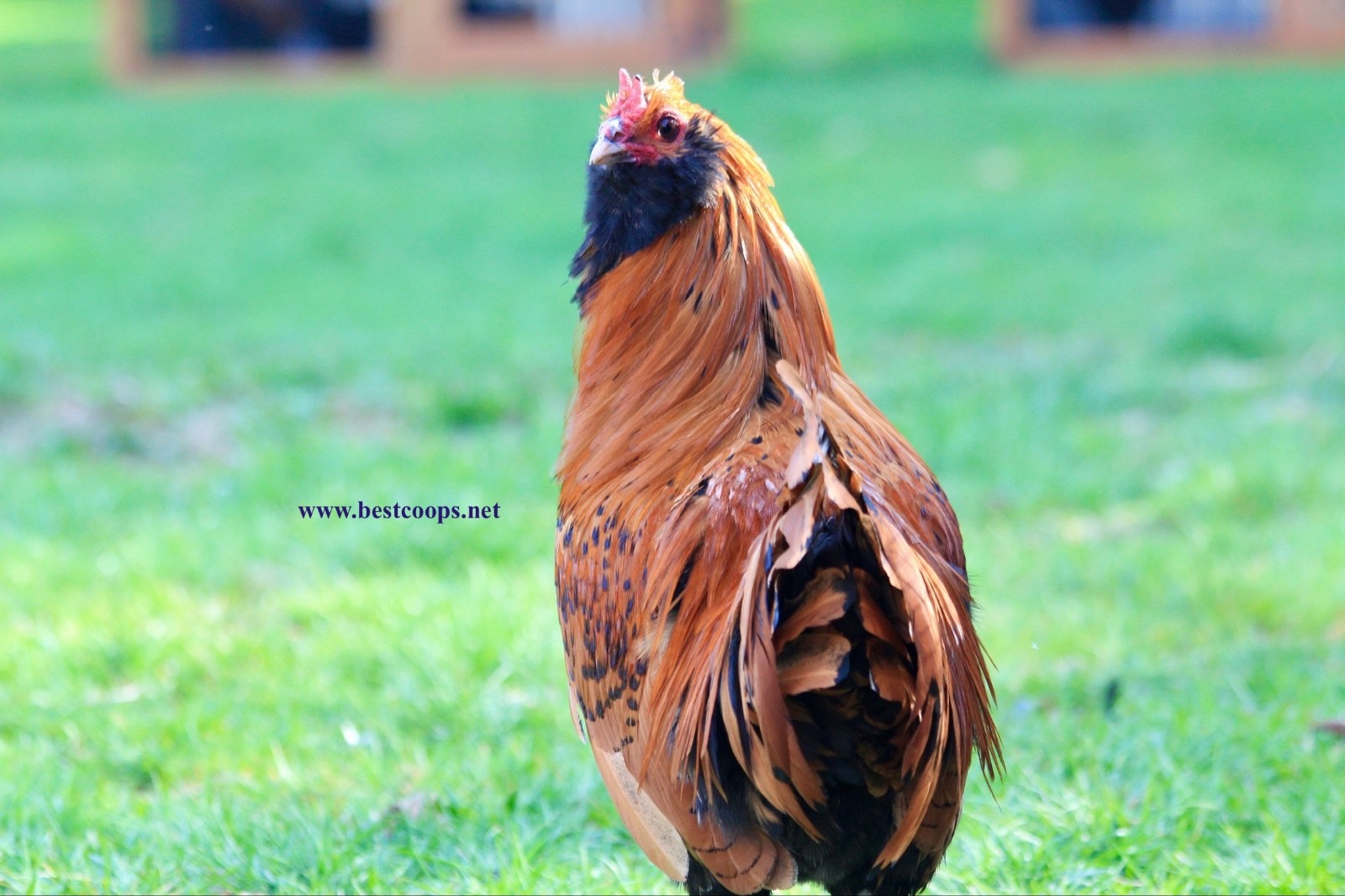6+ Gold Owlbeard Fertile Chicken Hatching Eggs