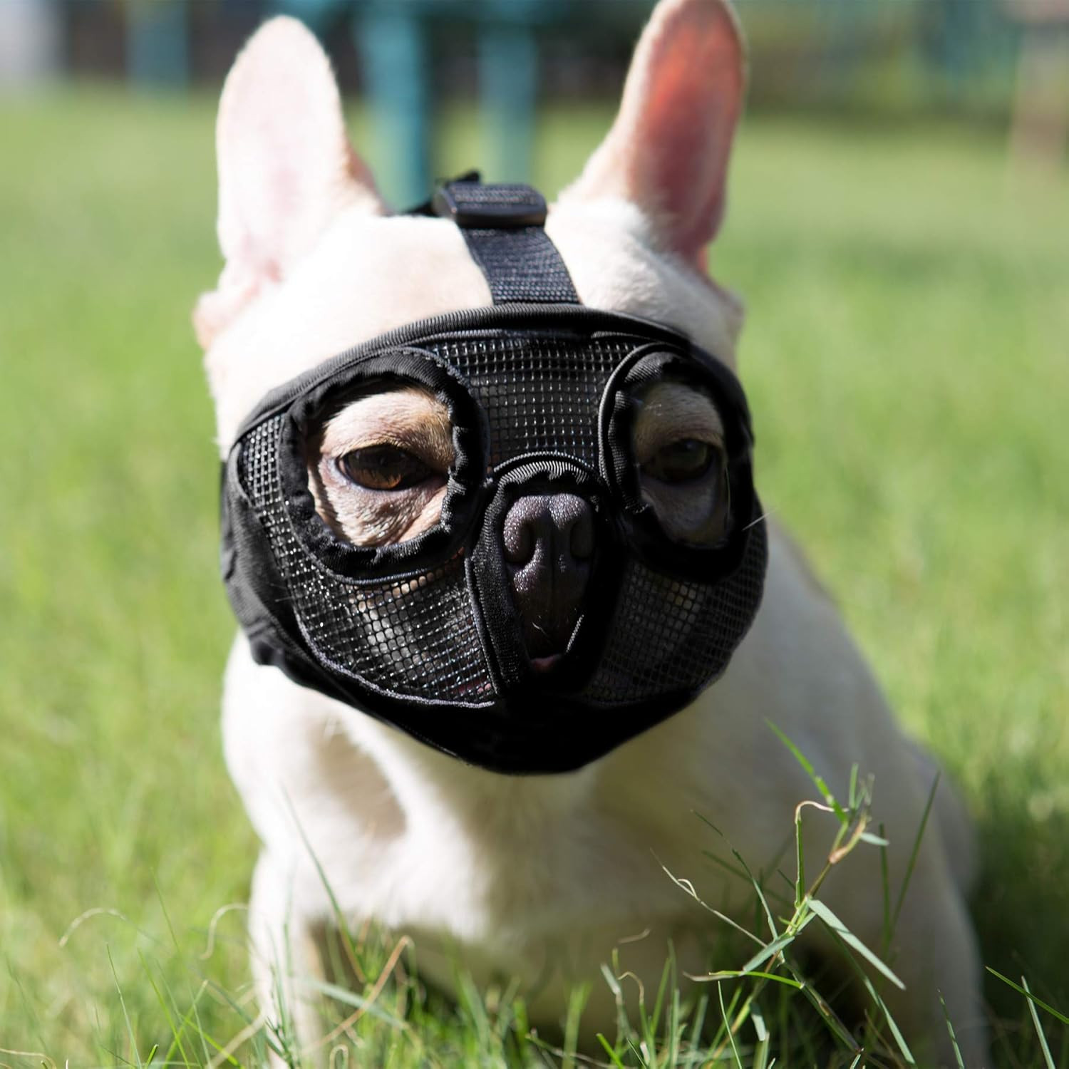 Bozal perro hocico corto ajustable malla respirable bulldog anti mordida lamido