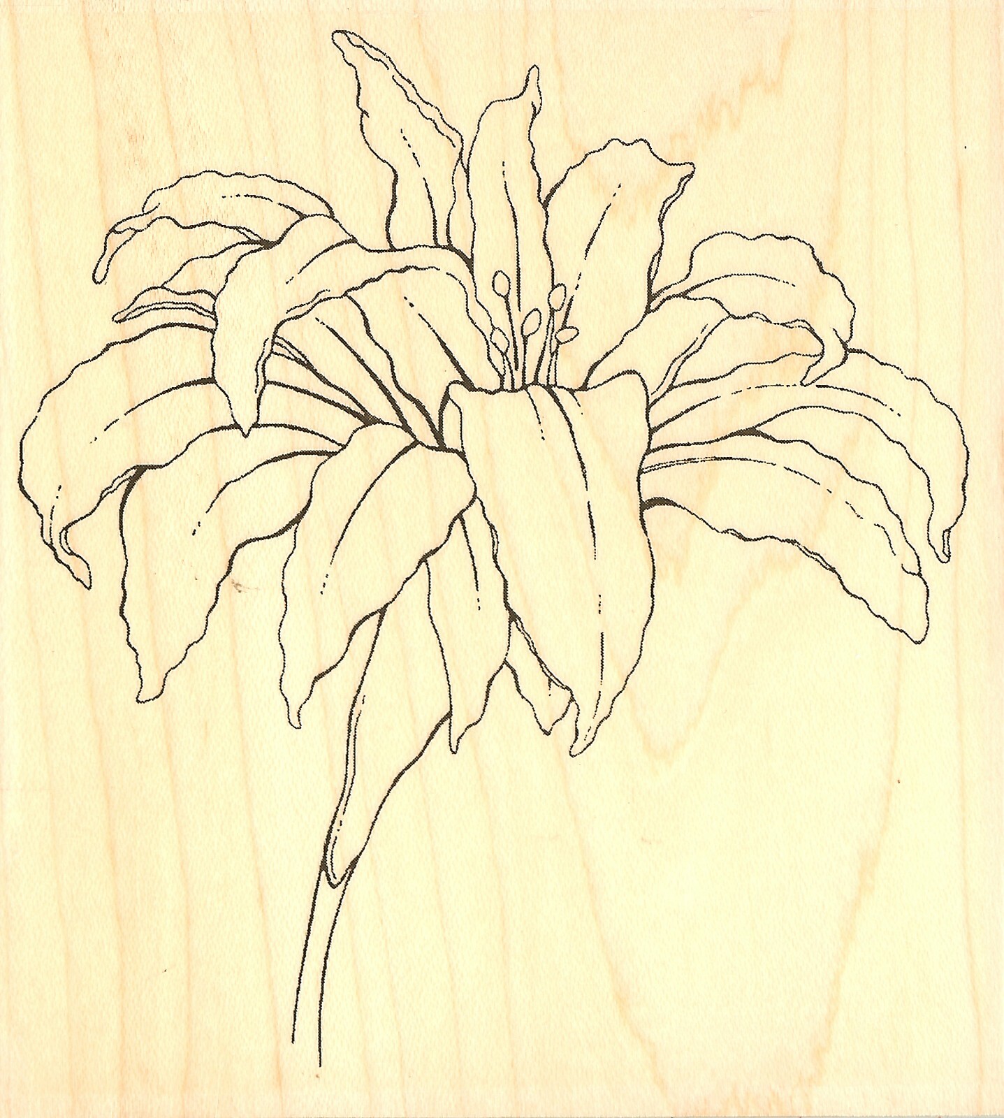 Flower Open Lacy Lily Wood Mounted Rubber Stamp IMPRESSION OBSESSION F16279 New