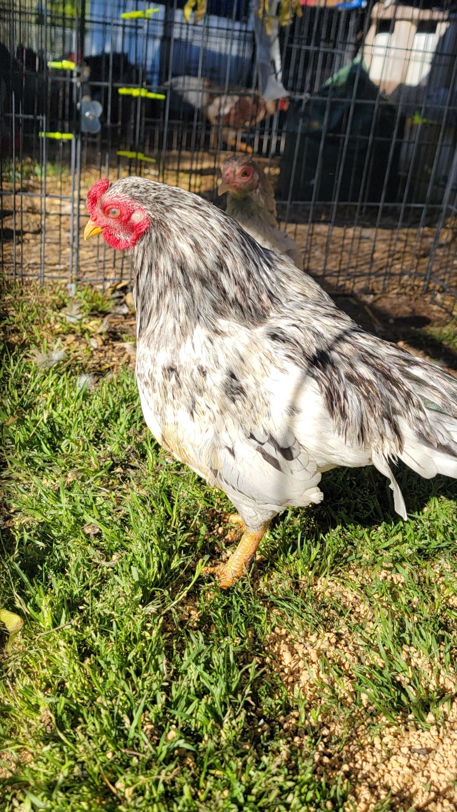 6+ Dark&Light Cornish &Splash Cornish Btm Hatching Eggs