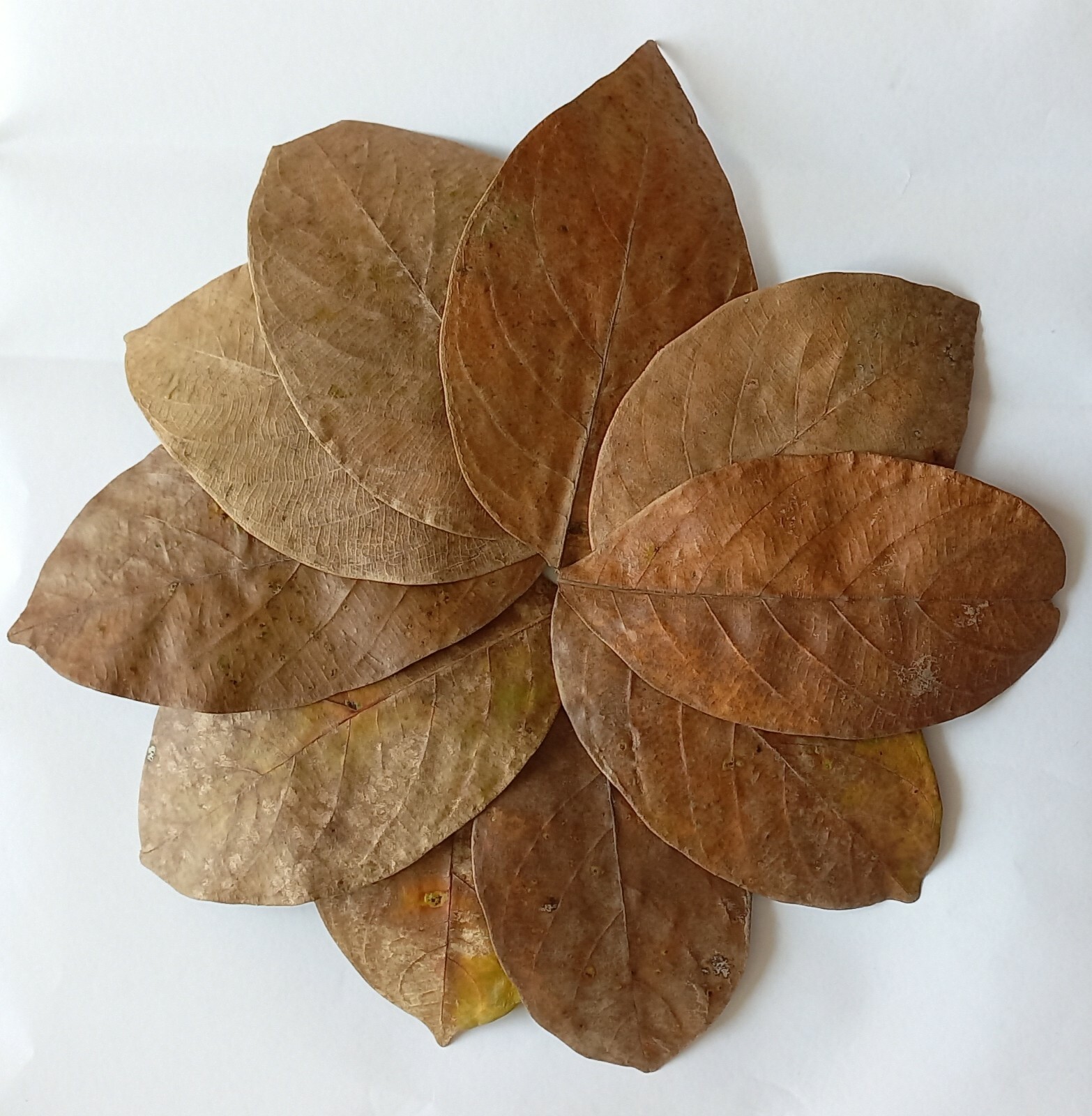 Dried Jack Fruit Leaves Shrimp Betta Fish Aquarium Bio Organic Home Made 100Pcs