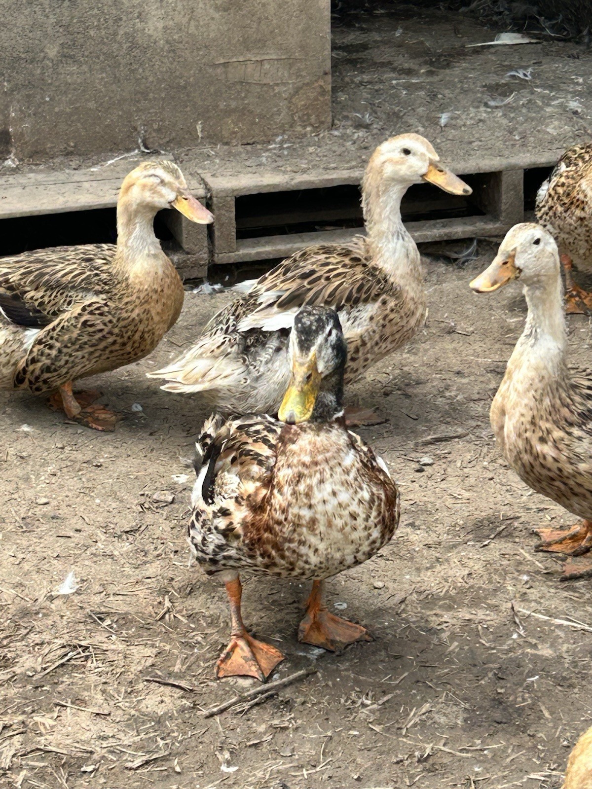 Silver Appleyard Duck Hatching Eggs 12 Count