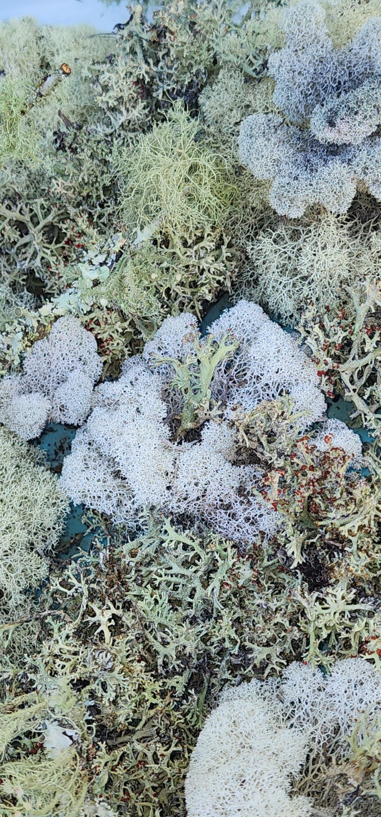 Live Moss 4GAL Assortment for Terrarium Vivarium Fairy White Green & Red Fresh