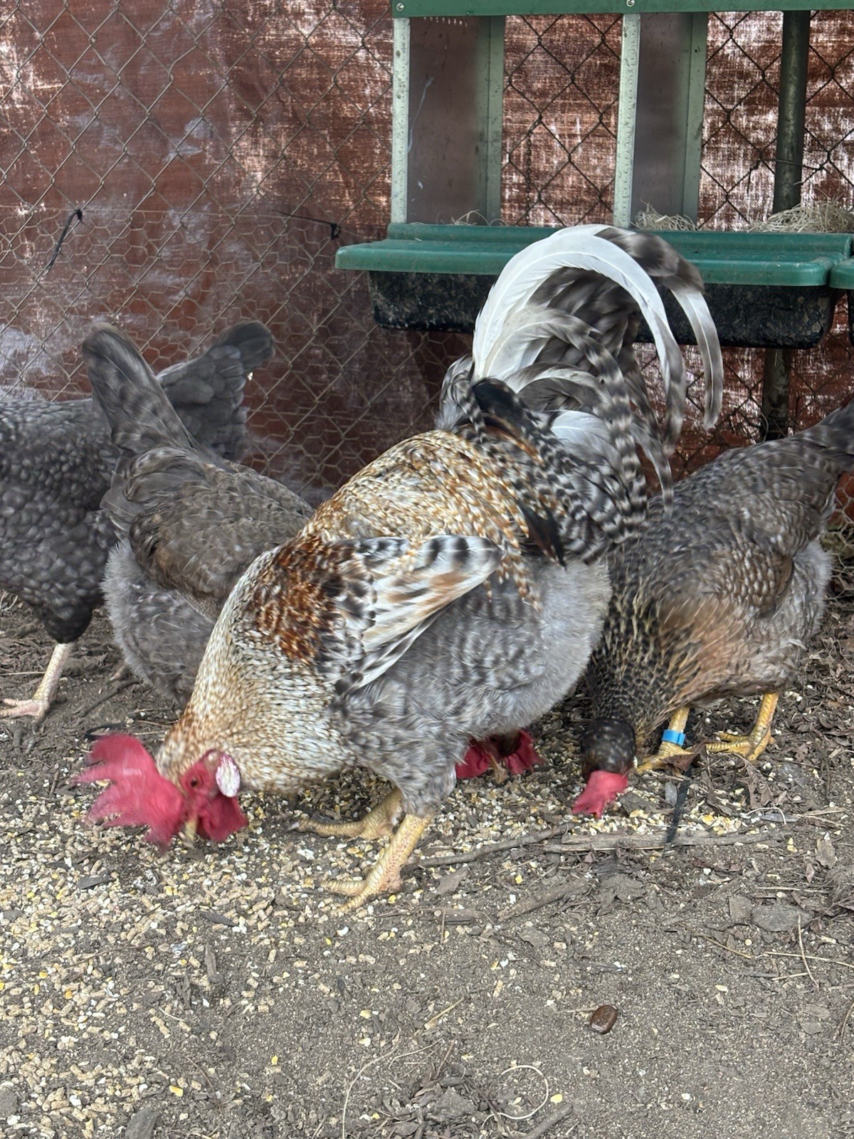 A++++ (10 ) Cream Legbar Fertilized Hatching Eggs!!
