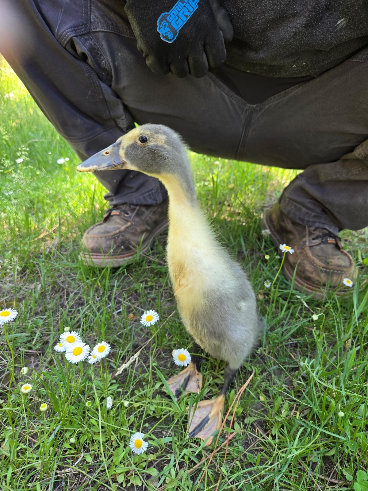 6 Duck Hatching Eggs- Domestic Barnyard Mix