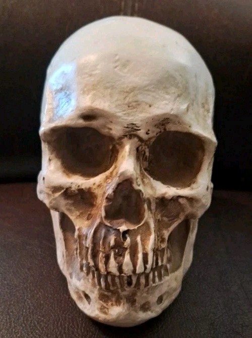 Hard Plastic Skull 6" X 7" Decor HALLOWEEN DECORATION SKULL
