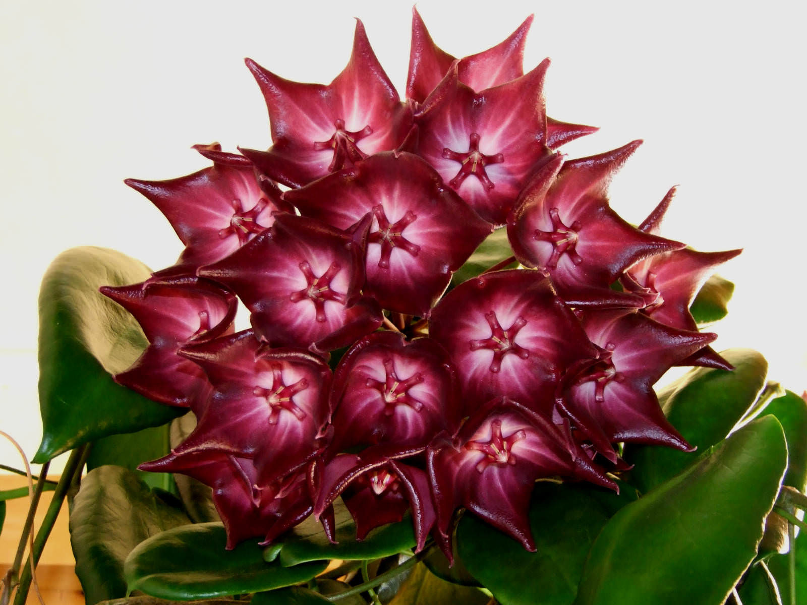 Hoya Macgillivrayi Multi-Node Well-Rooted In 3.5" Pot - Hanging Basket Ready!