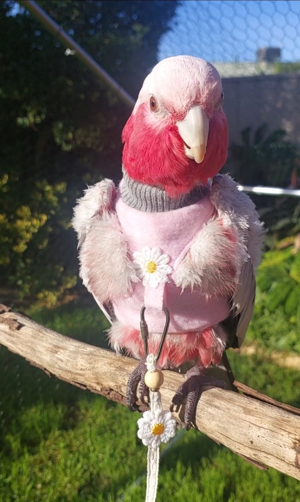 Bird Daisy Harness And Lead