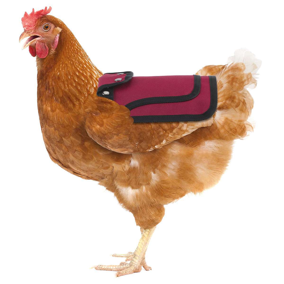 3pcs Pet Protection Back Wing Protector Hen Chicken Saddle Apron Jacket Coat