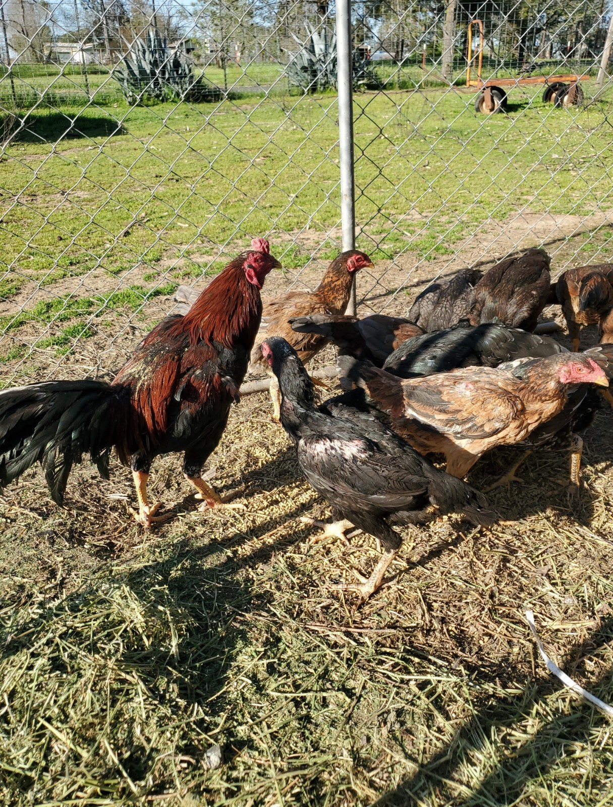 Thai Hatching Eggs 6 Total