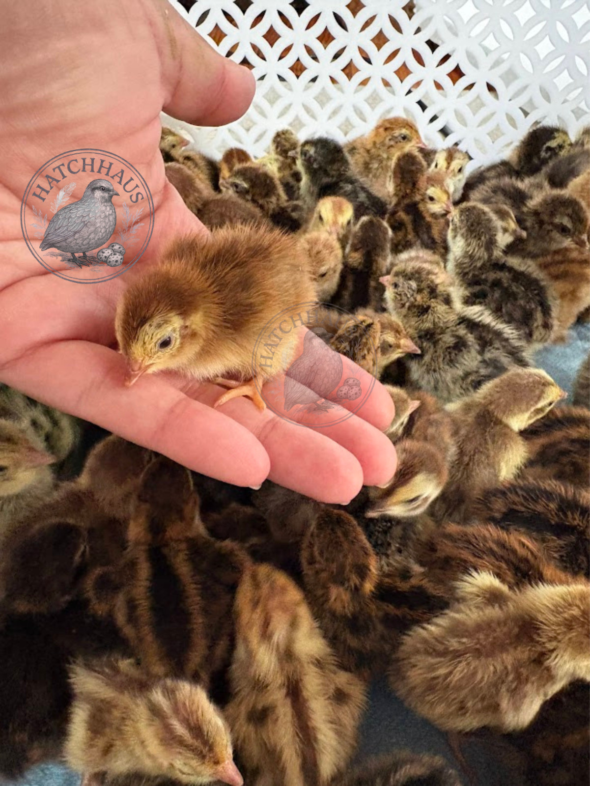 30+ RAINBOW RARE COLORS Coturnix Quail Hatching Eggs FREE SHIPPING