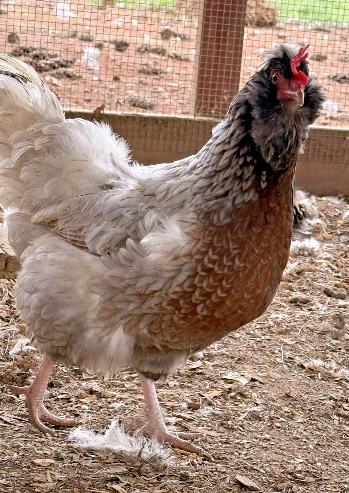 16++ Chicken Hatching Eggs ~Barnyard Mix~ Rainbow Egg Layers ~ Premium Breeds