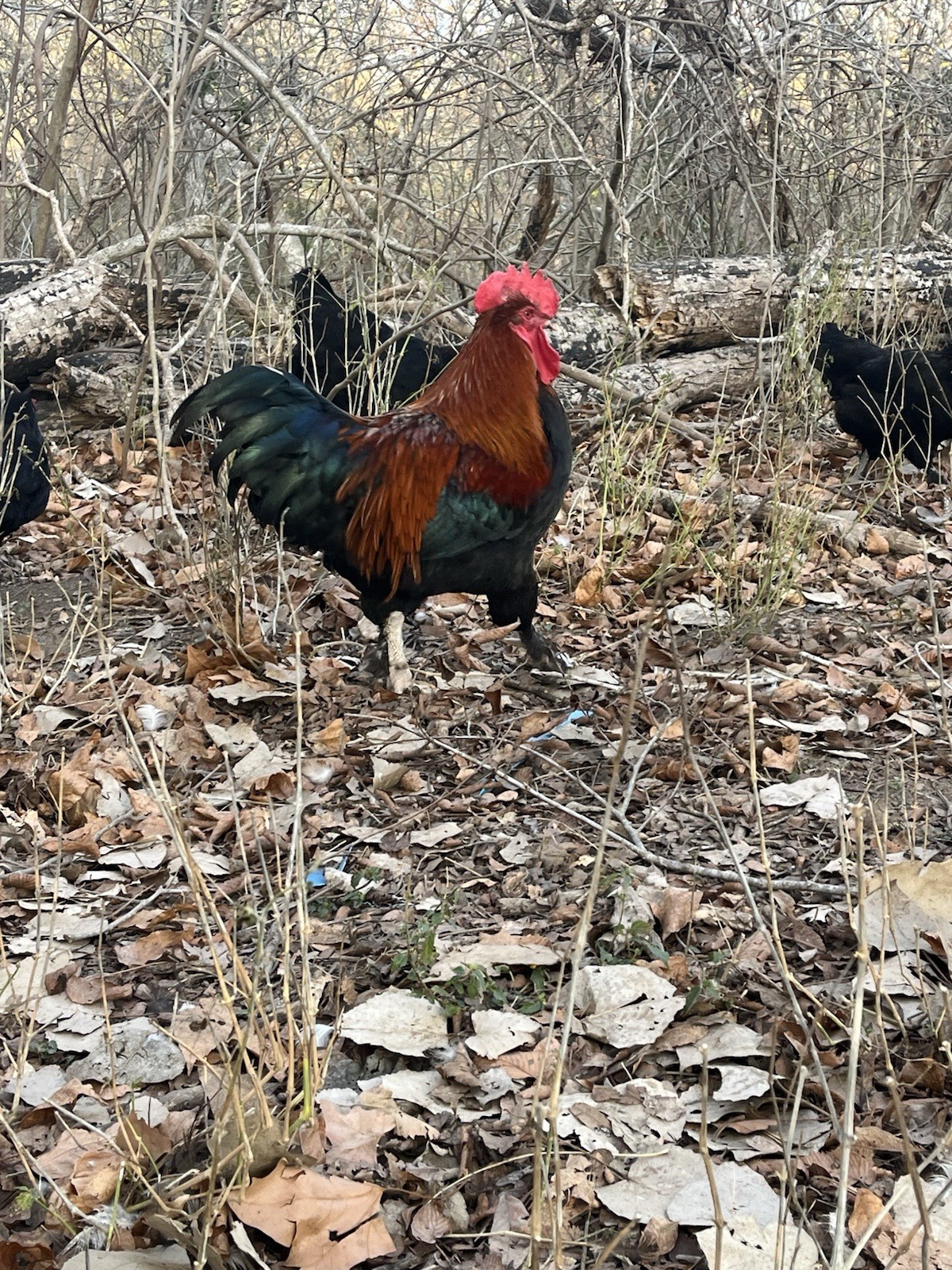 12 Olive And Dark Chocolate Egger Hatching Eggs
