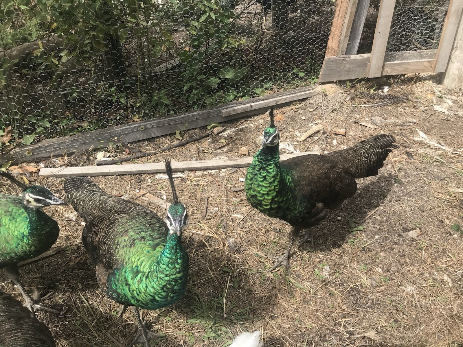 3 Java Green Purple Spaulding hatching eggs.