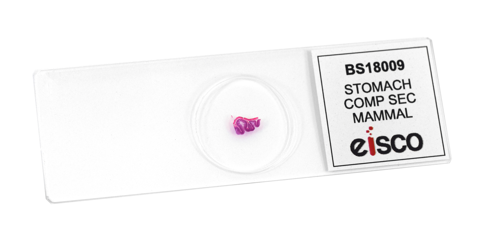 25pk Stomach Composite, Prepared Microscope Slides - 75x25mm - Eisco Labs