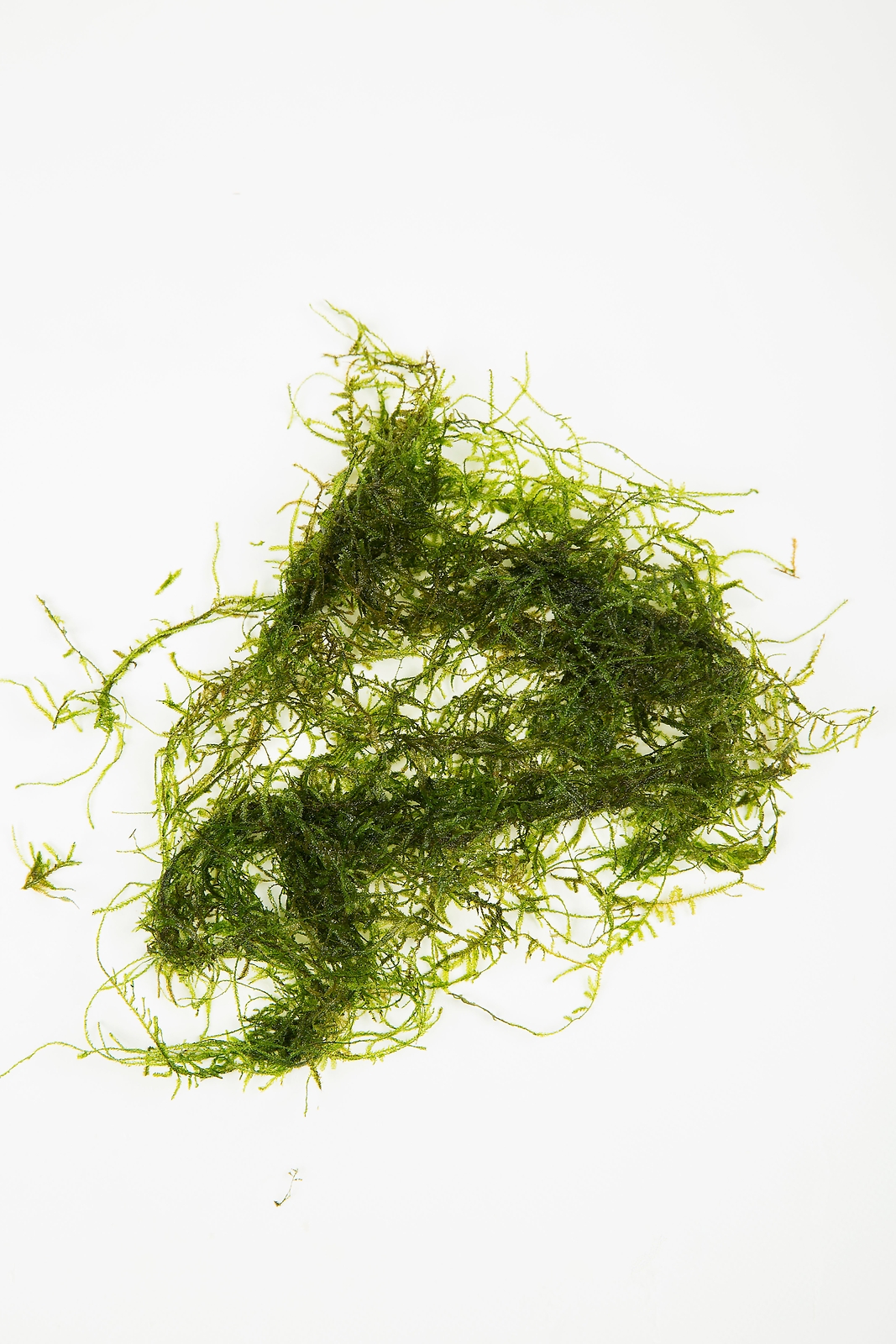 Java Moss - 1g - 250g - Tropical Water Live Aquarium Plants