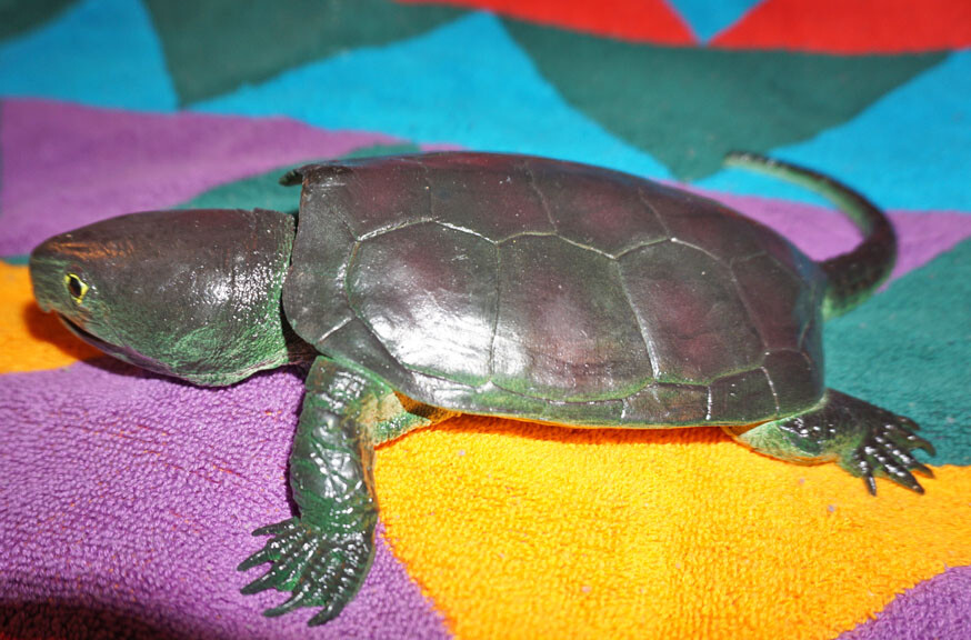 Snapping Turtle Replica - AAA - Realistic PVC