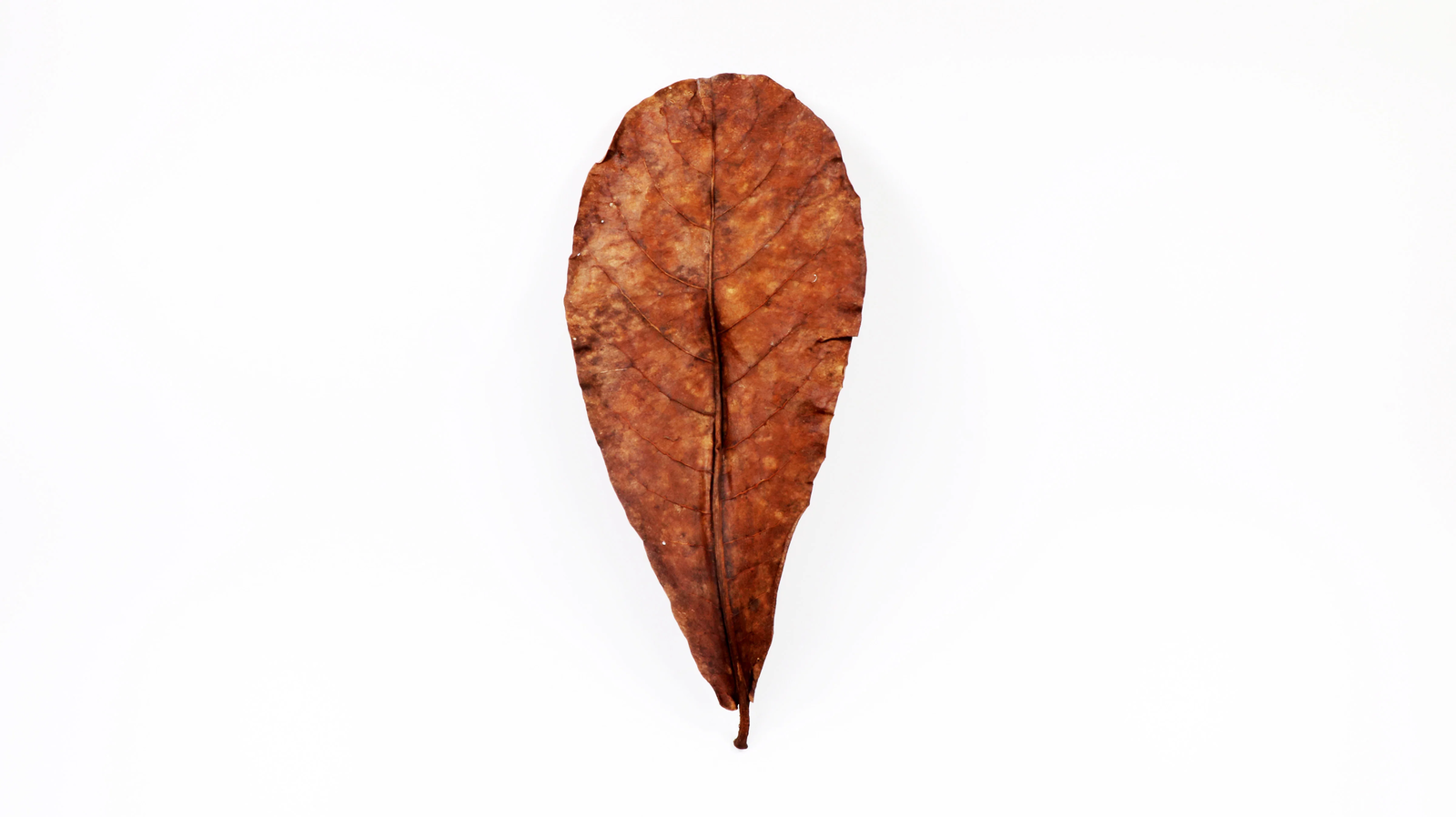 Catappa Leaves (Medium) - Premium Grade A
