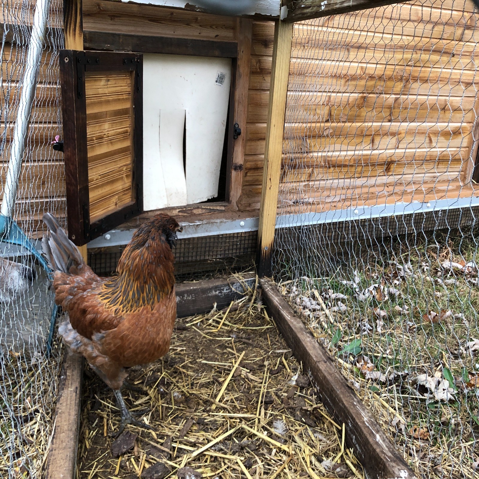 11+ Fertile Chicken Hatching Eggs BarnyardMix/Crested/Easter/Rare Breed Possible