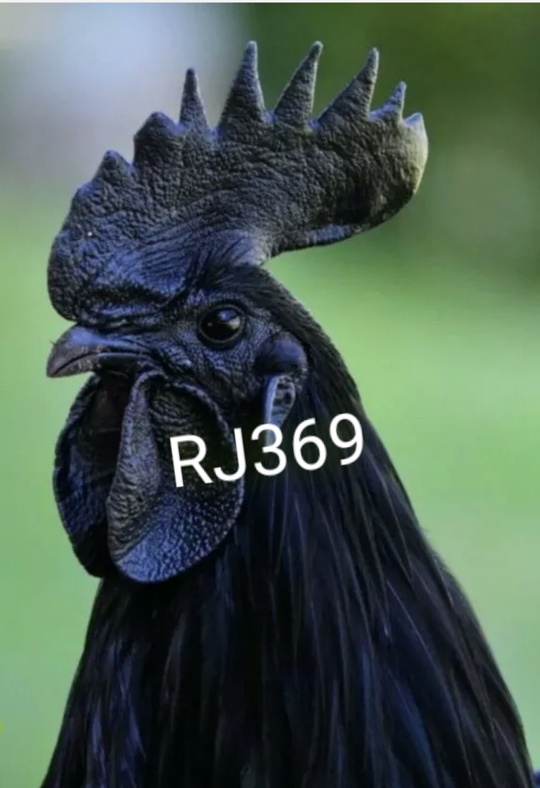 Worlds Expensive Chicken 5+ Ayam Cemani Hatching Eggs Fast Free Shipping