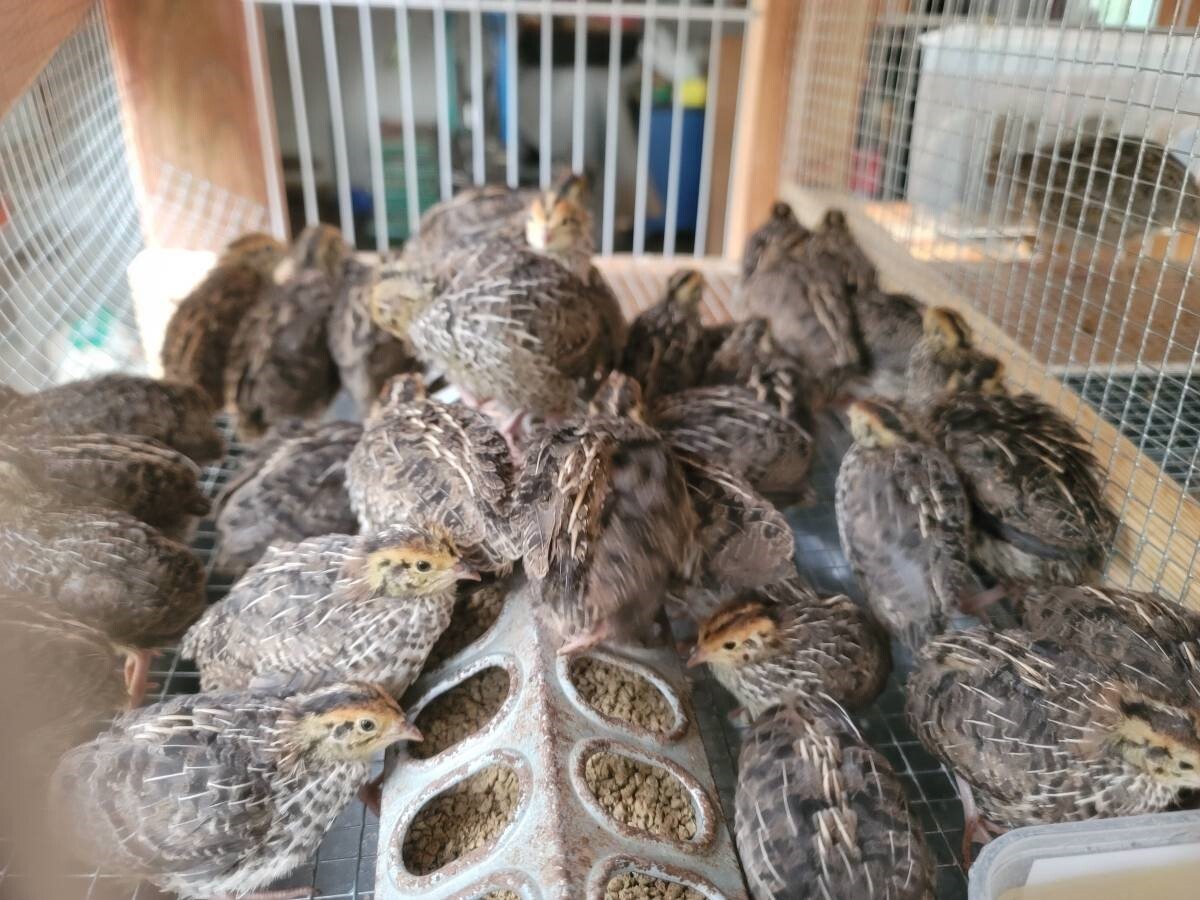 24 Fertile Coturnix Quail Hatching Eggs