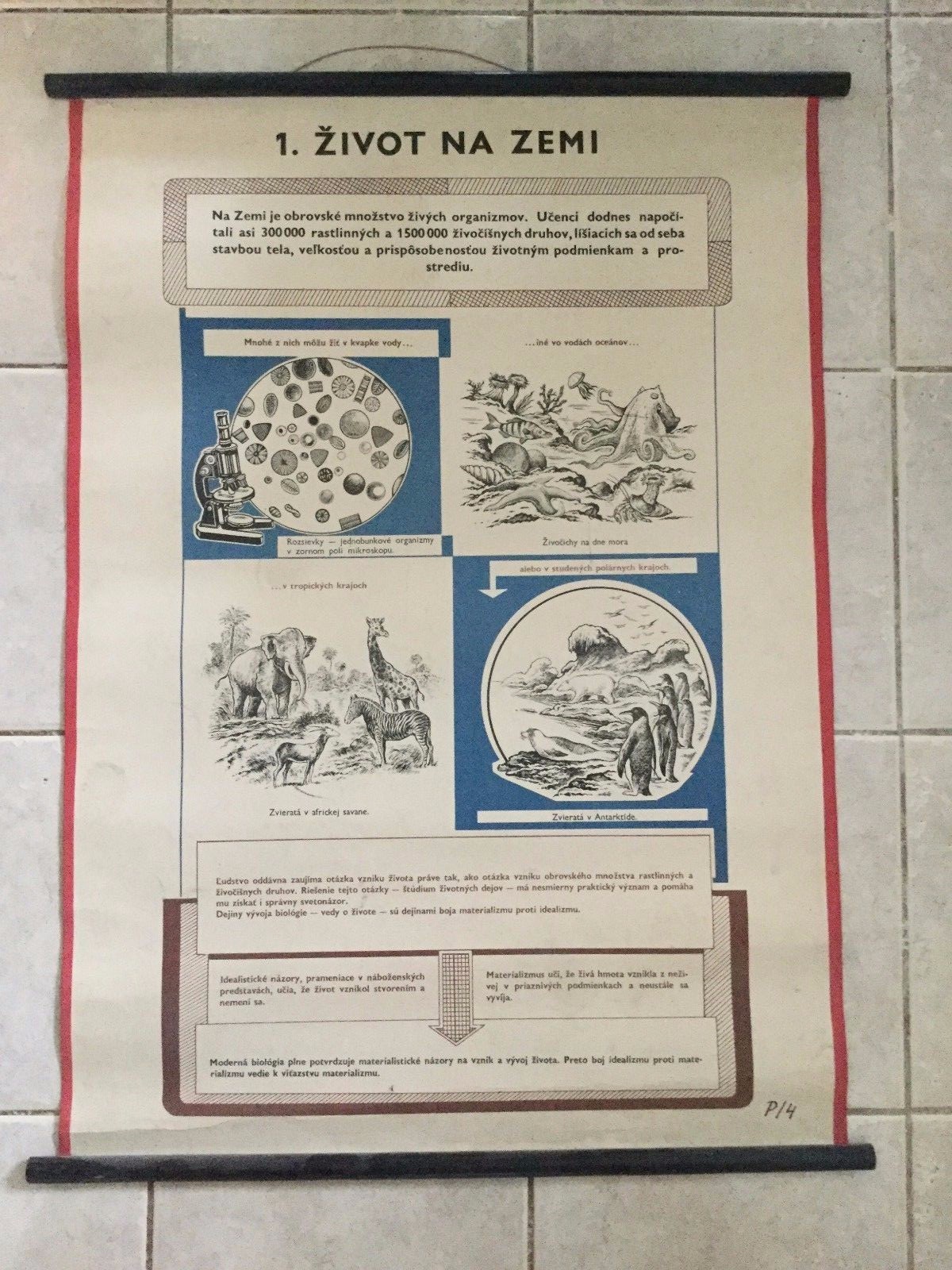 Original vintage medical pull down life on earth and evolution of organisms 2 pc