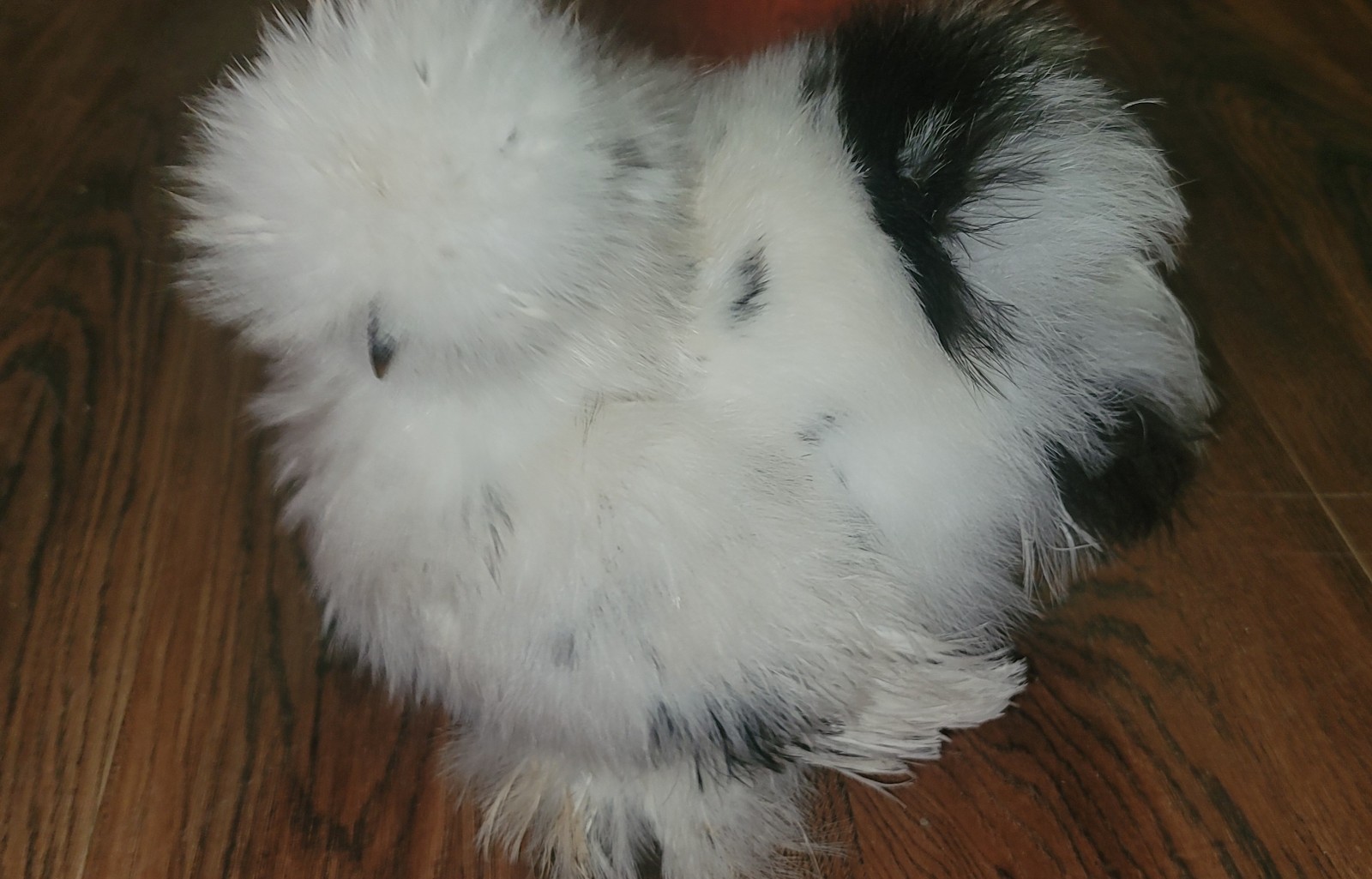 6+ Bearded Silkie Hatching Eggs