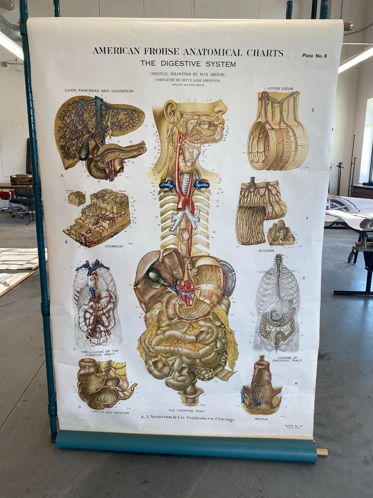VINTAGE AMERICAN FROSHE ANATOMICAL DIGESTIVE CHARTS A.J. NYSTROM & CO PUBLISHING