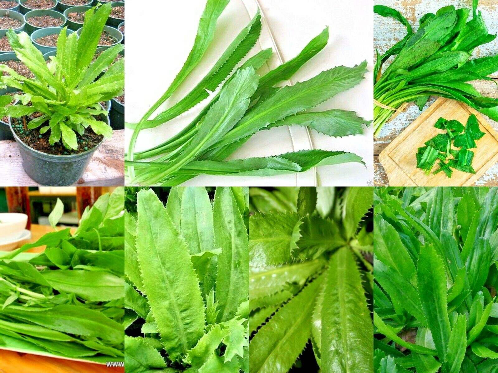 10,000+ Culantro Seeds (Recao) — Non-GMO Ngo Gai Ngo Gai for Sofrito & Pho