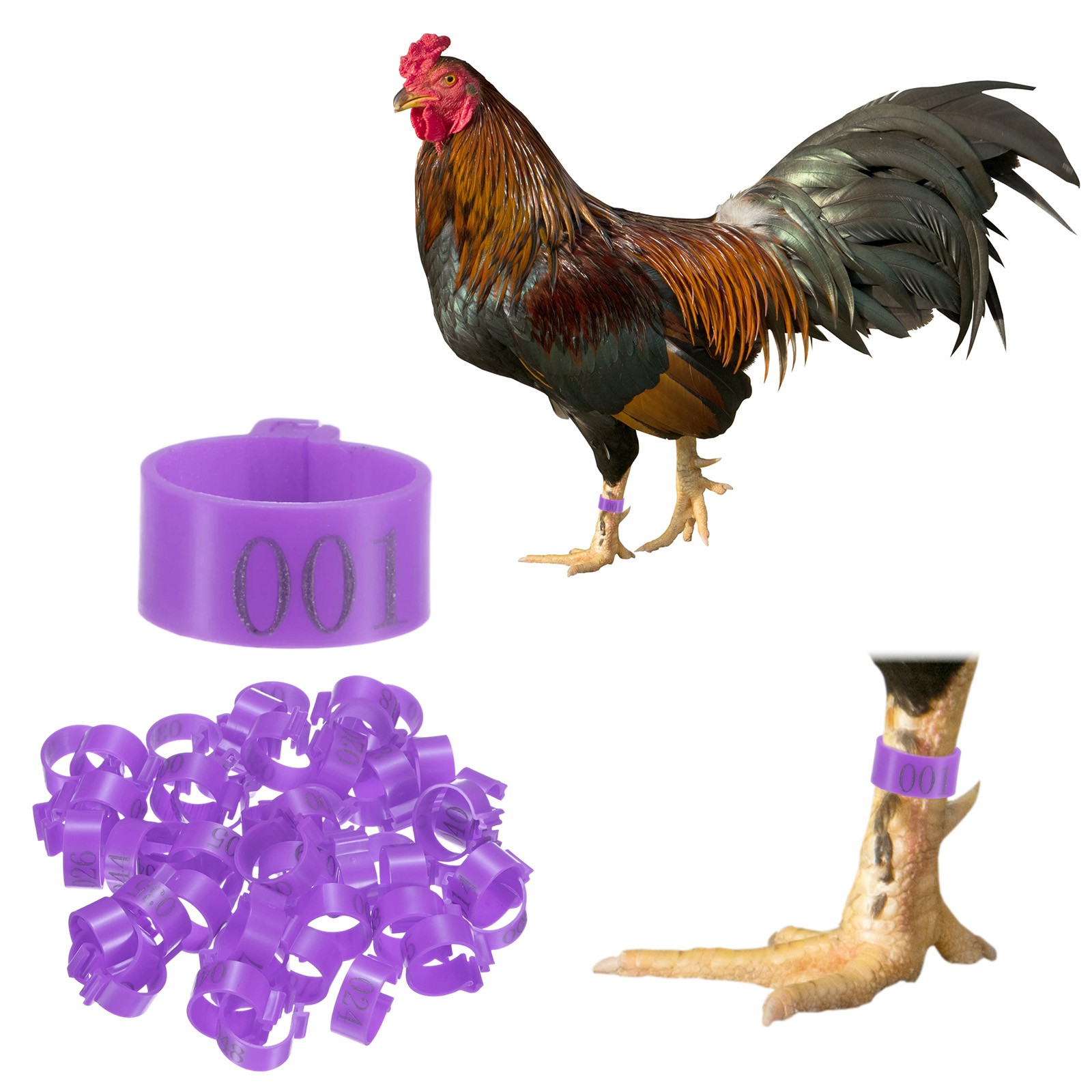 50-Pack Chickens Leg Bands, 16 mm Plastic Chicken Leg Rings [Purple]