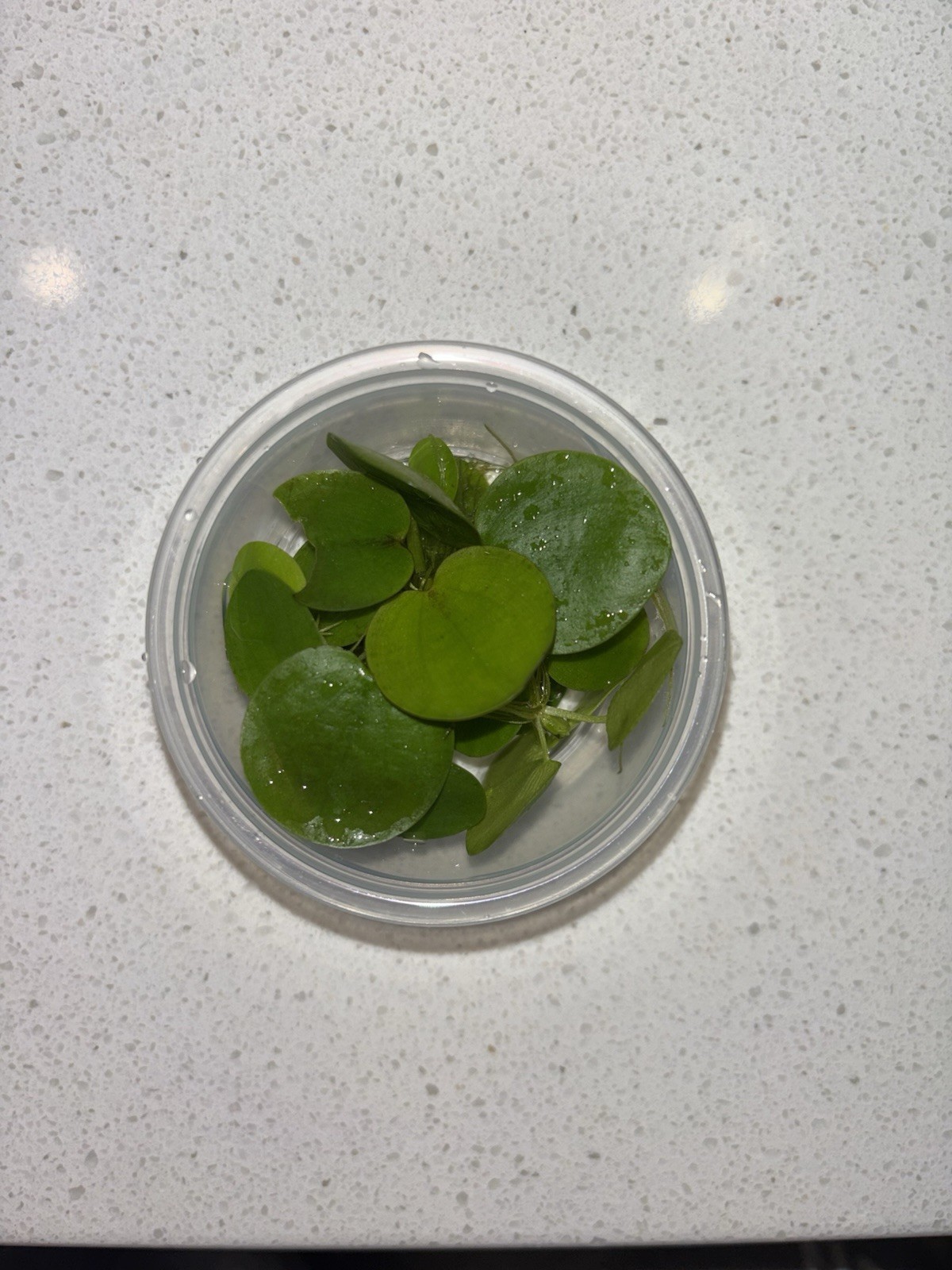 Beginner aquarium plant bundle