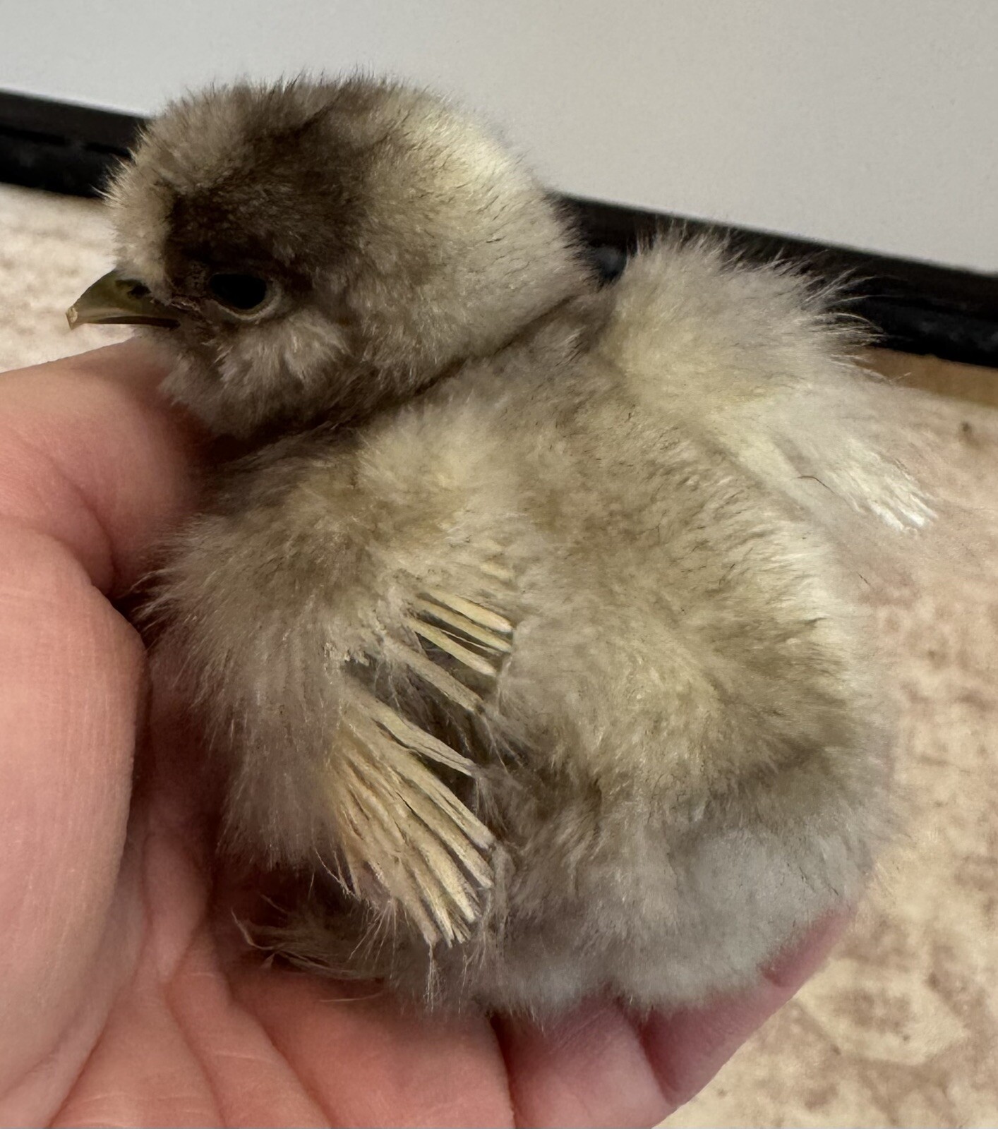 6 Show Quality Silkie HatchingEggs, Lavender, Mauve, Paint, Splash, Mottled, Blu