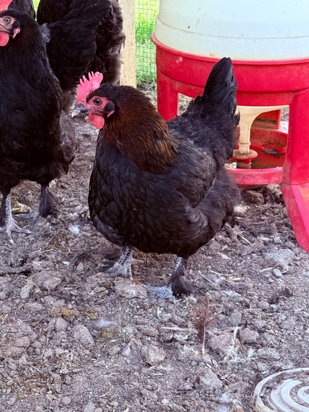 NPIP 12+ black copper maran eggs (6-8 range)