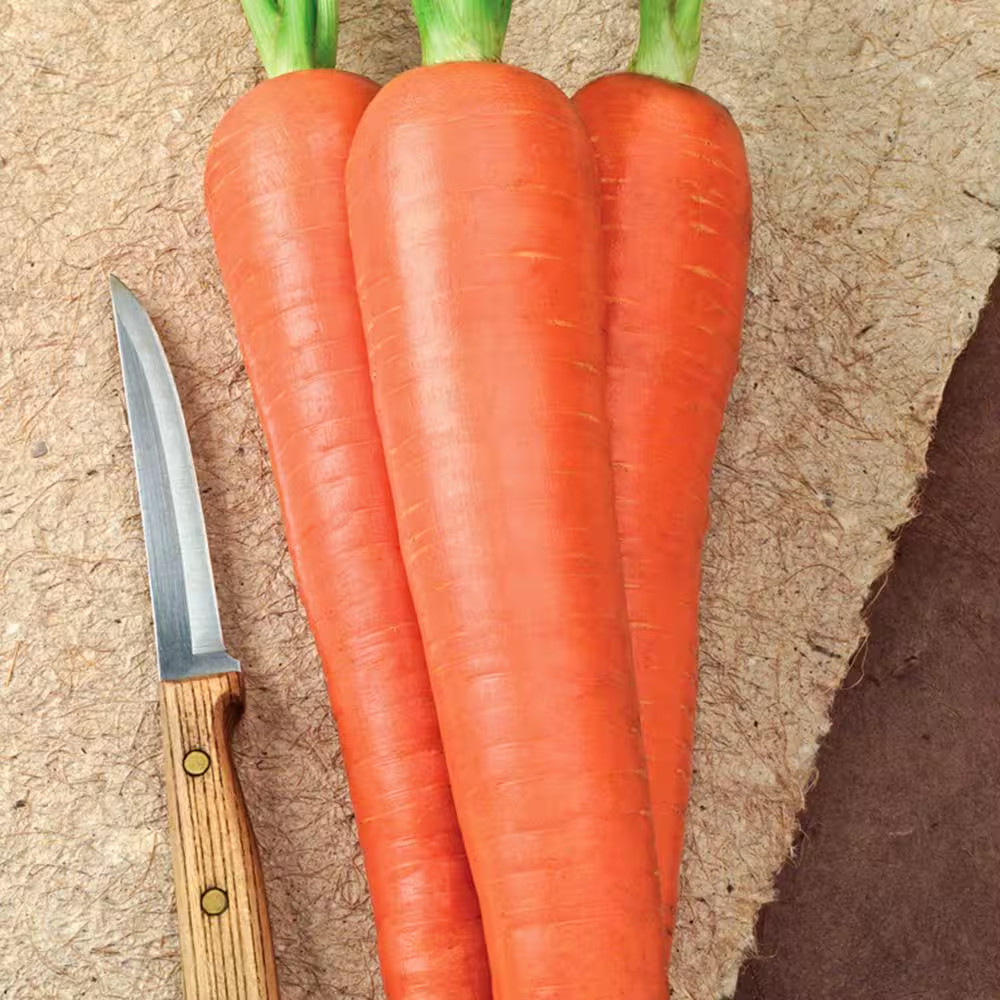 Carrot Envy Hybrid (15 Ft. Seed Tape)