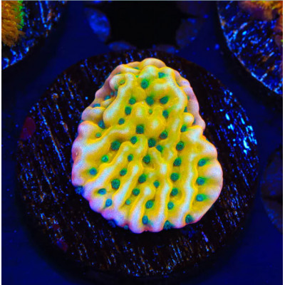 JF Beach Bum Montipora Coral - SAQ Coral Farm