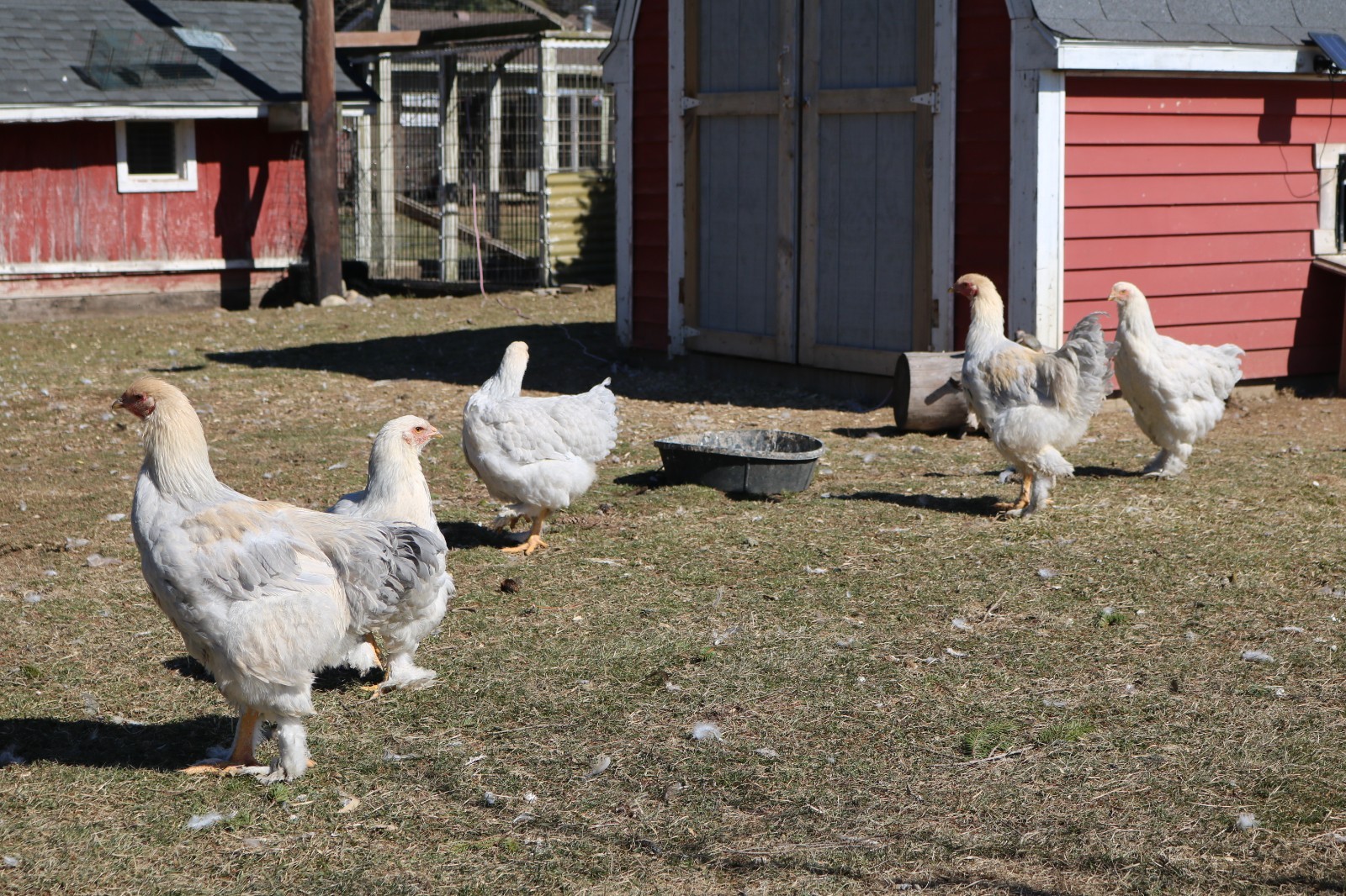 12+ Isabel Large Breed Brahma Hatching Eggs